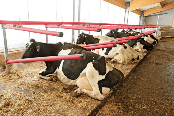 Free Stall Cubicle Systems