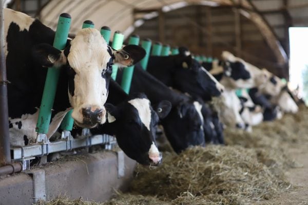 Feed Fence