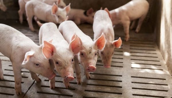 Lighting for Pigs
