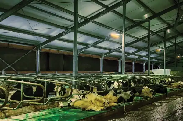 Lighting for Dairy