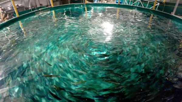 Lighting for Land Based Aquaculture