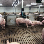 Brushes for Pigs