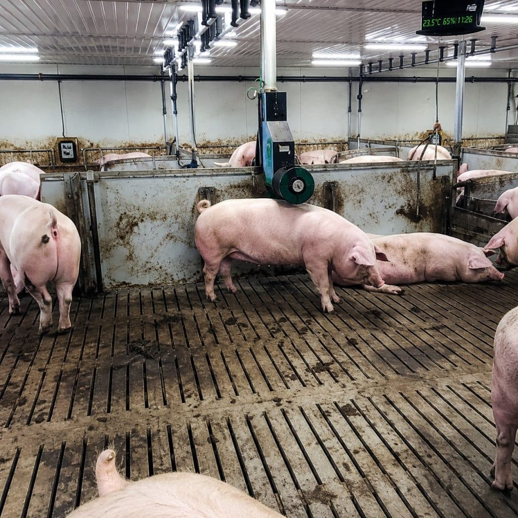 Pig farming equipment in a modern indoor piggery.