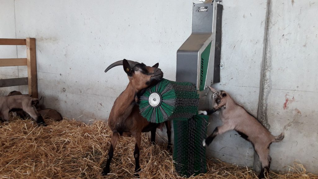 Goats feeding from Agri-Pro automatic feeding station in farm setting.